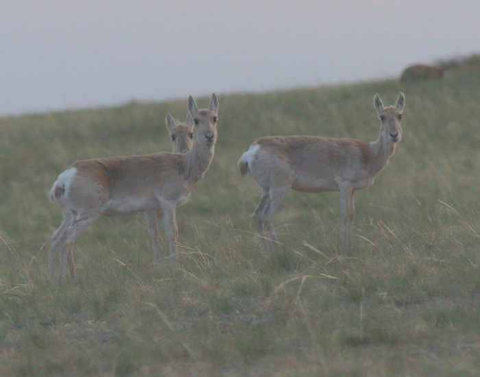 couple of mongolian gazelles in the wild in a grass field