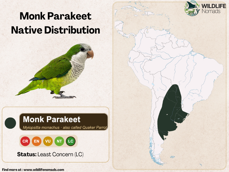 Monk-Parakeet-Native-Distribution-south-america.webp A minimalist infographic displaying the native distribution map of the Monk Parakeet highlighted in dark green across southeastern South America, alongside an image of the bird and its Least Concern status.