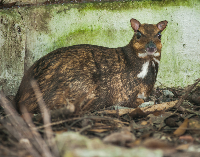 Napu laying on the ground in captivity