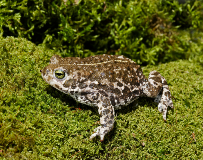 Natterjack Toad on top of a mossy log