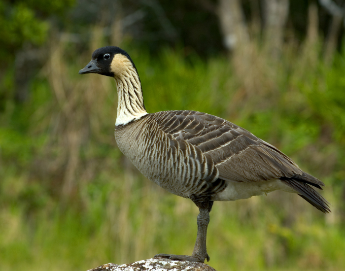 Nene (Hawaiian Goose)
