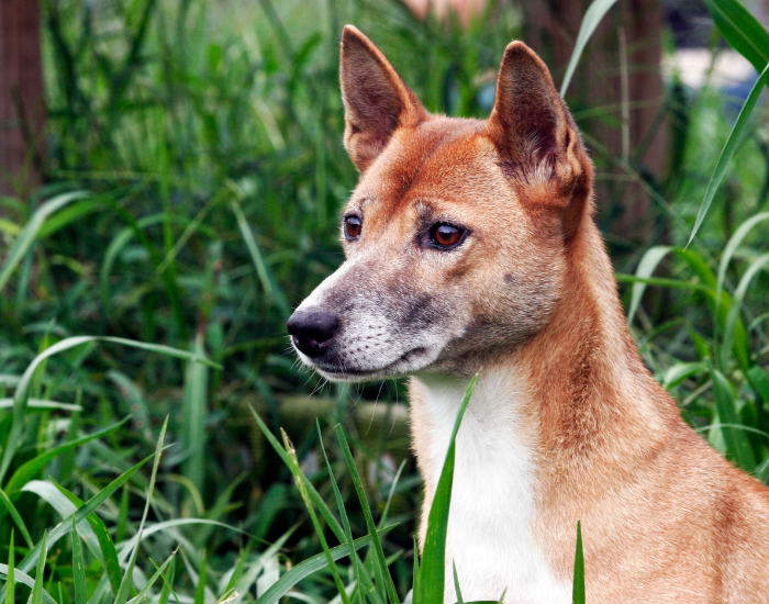 close up of a New Guinea Singing Dog