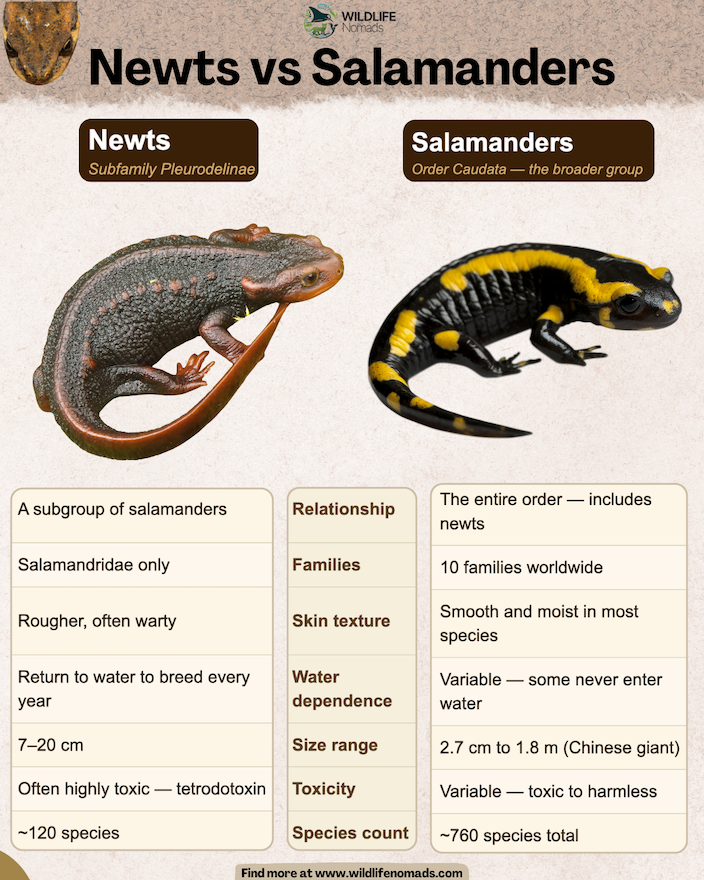 Newts vs Salamanders infographic comparing both groups