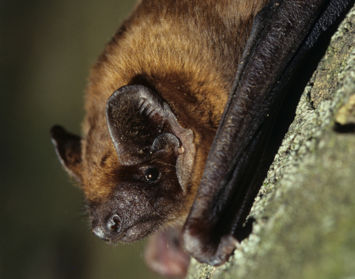 Noctule Bat close up inside a cave