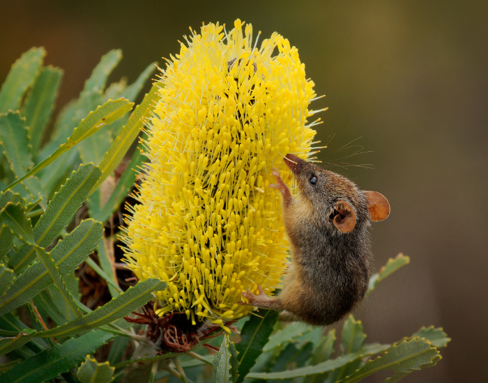 a Honey Possum walking in top of a banksia flower
