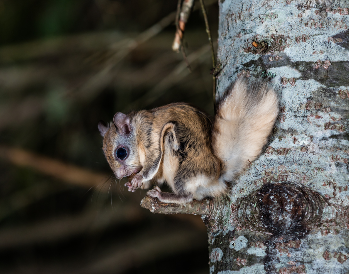 Northern Flying Squirrel standing on a tree at night