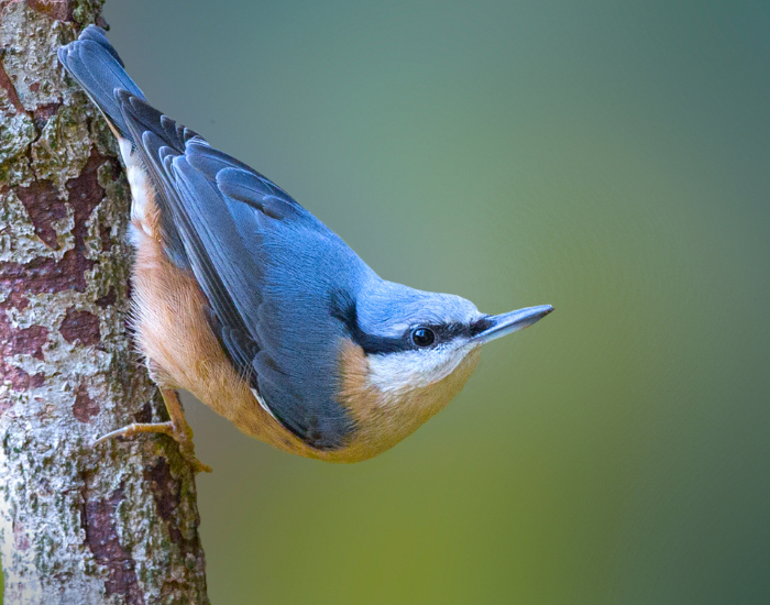 Nuthatch perched on a tree