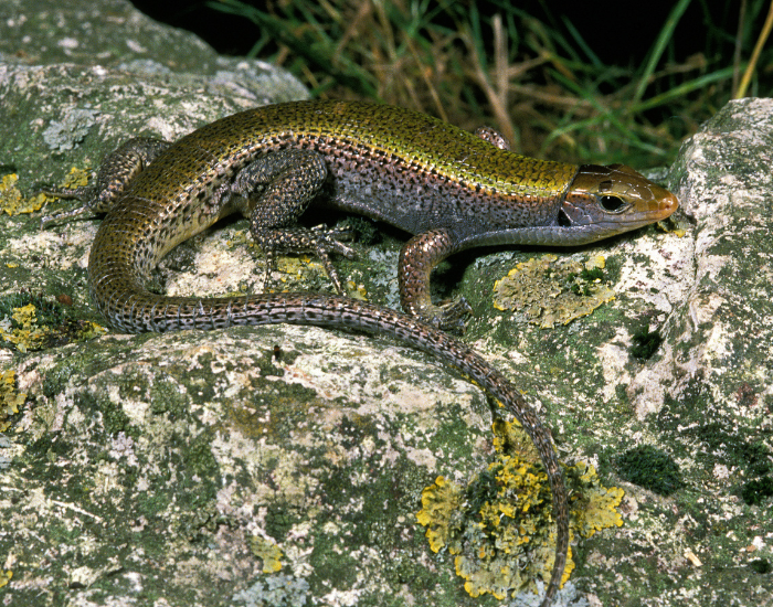 an Ocellated Skink laying on top of a rock