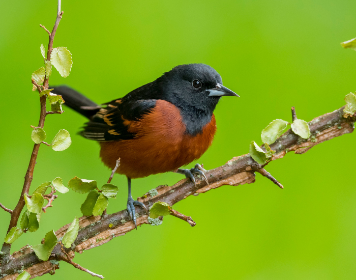Orchard Oriole close up perched on a branch with spines