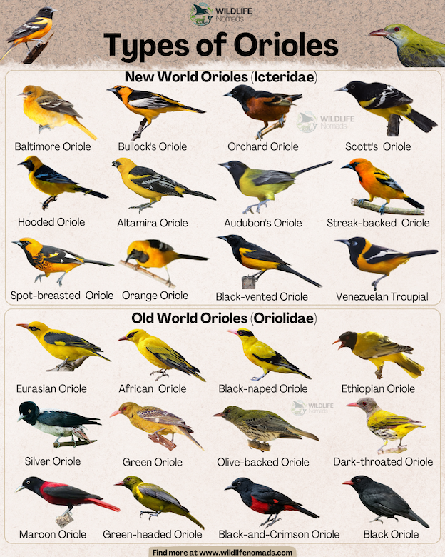 Types of Orioles infographic showing new world and world