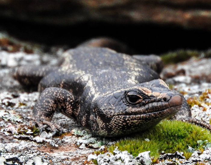 Otago Skink laying still on the ground