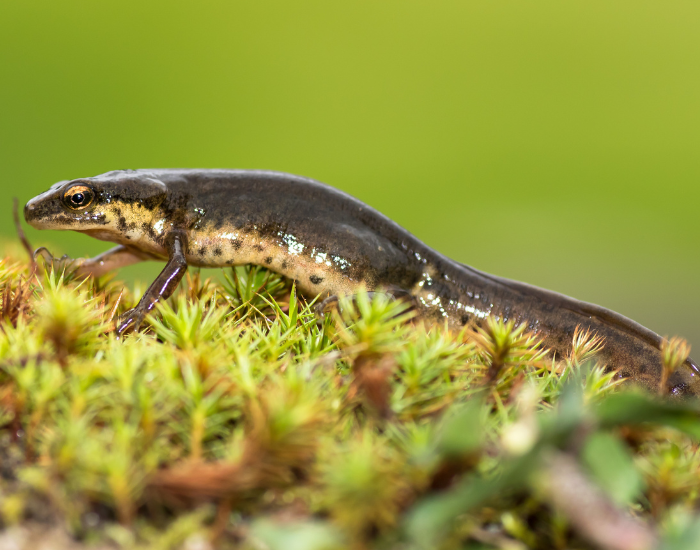 Palmate Newt  standing over grass