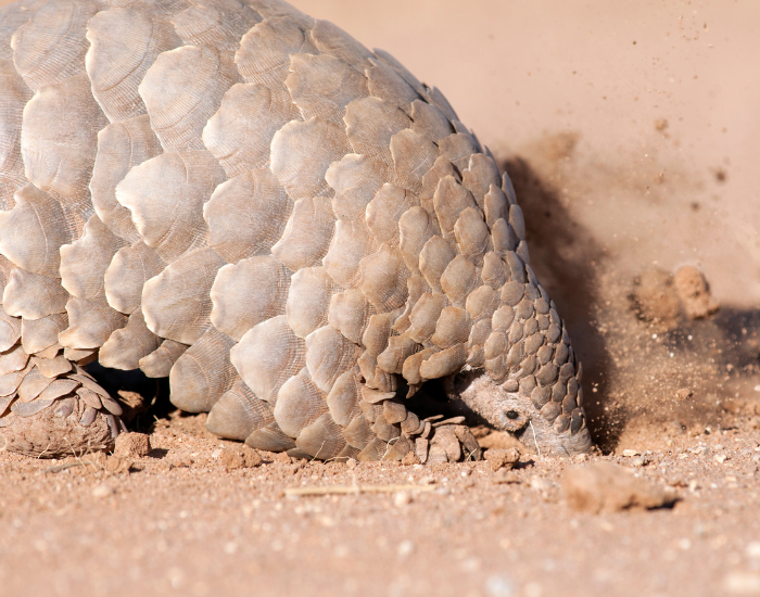 close up of a pangolin feeding