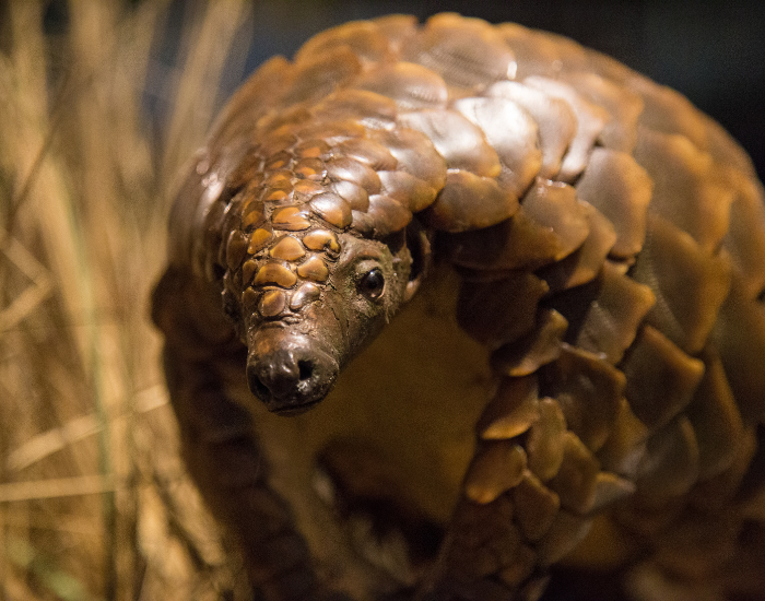 close up of a pangolin head