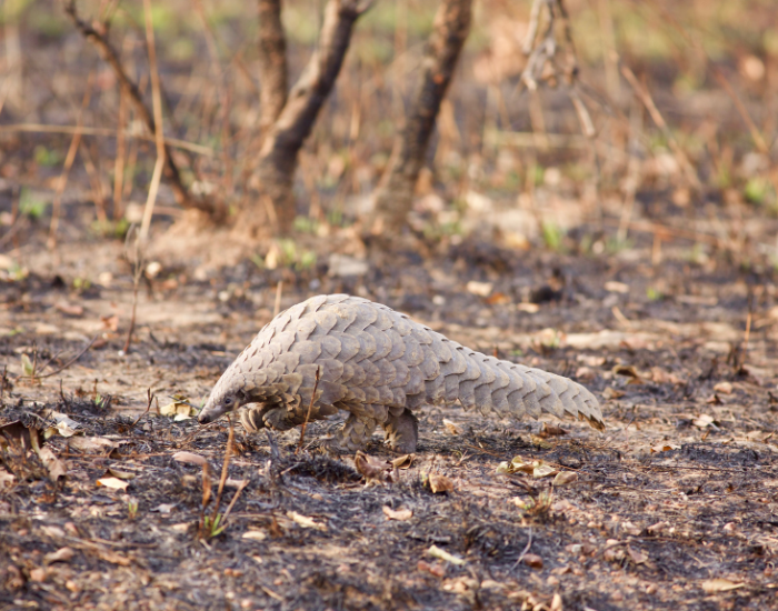 a wild pangolin walking in arid environment
