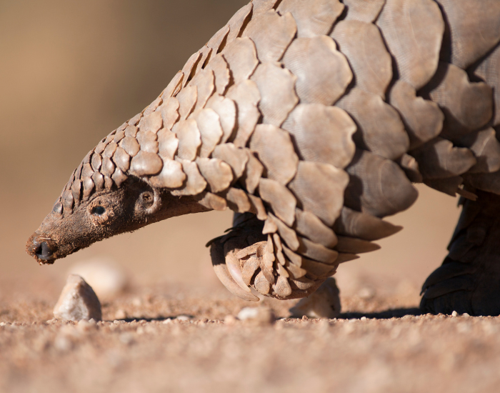 close up of a pangolin head