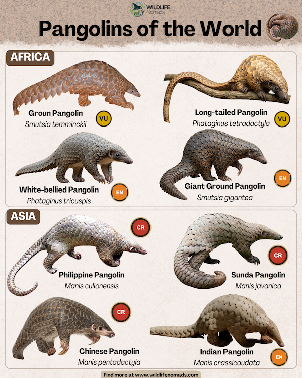 infographic showing 8 species of Pangolins of the World