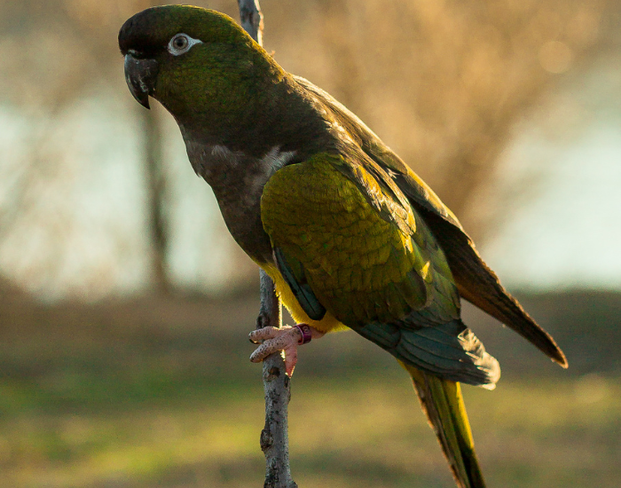 Patagonian Conure perched on a branched