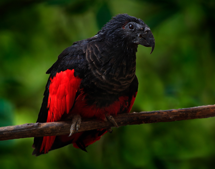 a dracula parrot perched on a branch