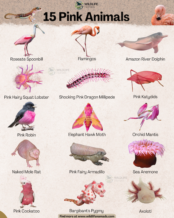 an infographic by wildlife nomads showing 15 iconic animals such as flamingos, pink robins, etc