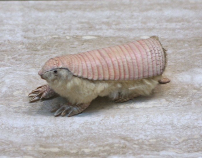 Pink Fairy Armadillo standing still on the ground