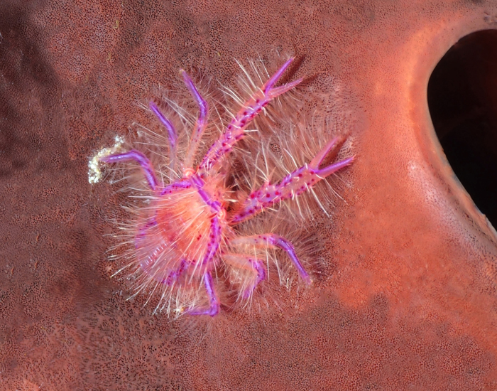 Pink Hairy Squat Lobster standing still
