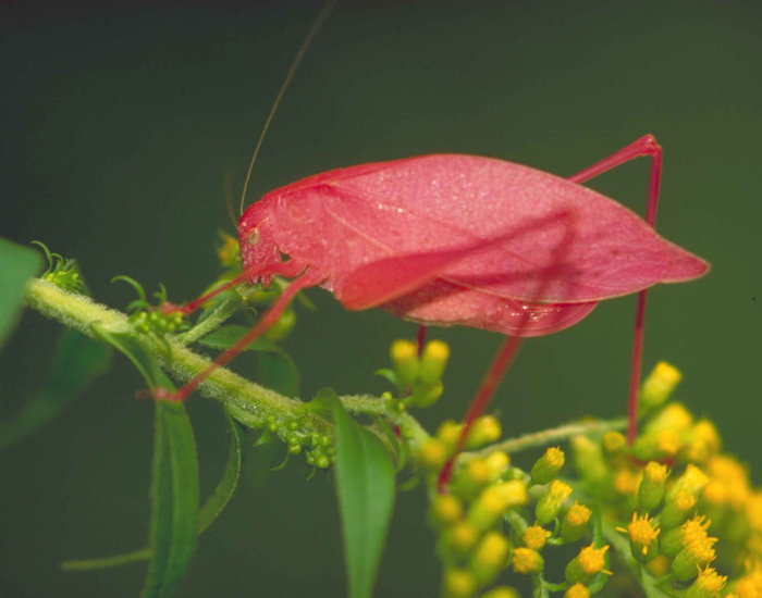 close up of a Pink Katydids standing on a stem in its habitat