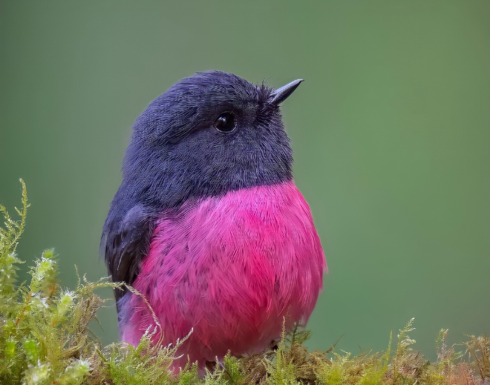 Pink Robin close up