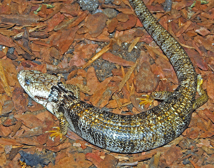 Pink-Tongued Skink on the ground