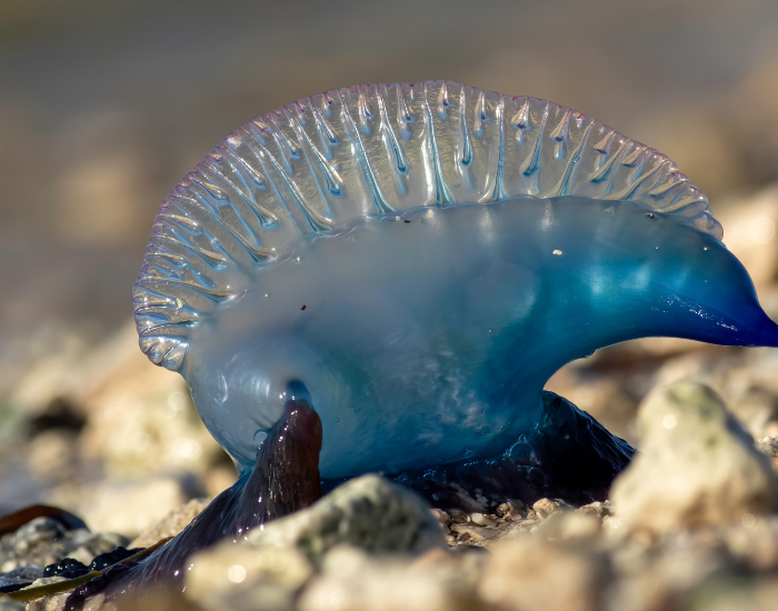close up of a Portuguese Man O' War