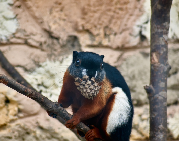 Prevost's Squirrel on top of a tree branch