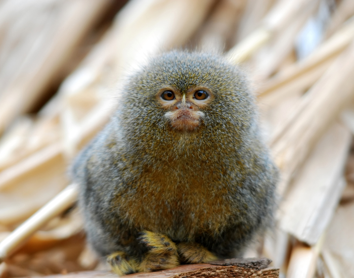 a pygmy marmoset close up during the day