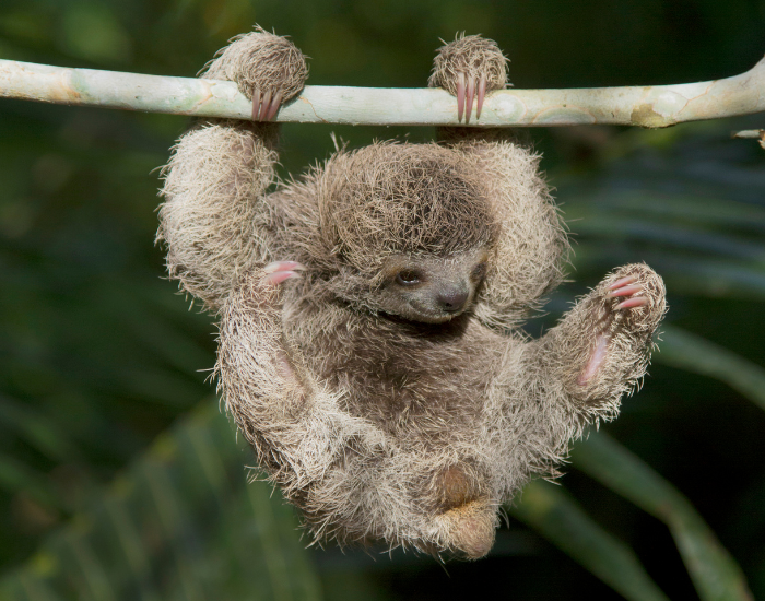 Sloth on a Costa Rica wildlife tour