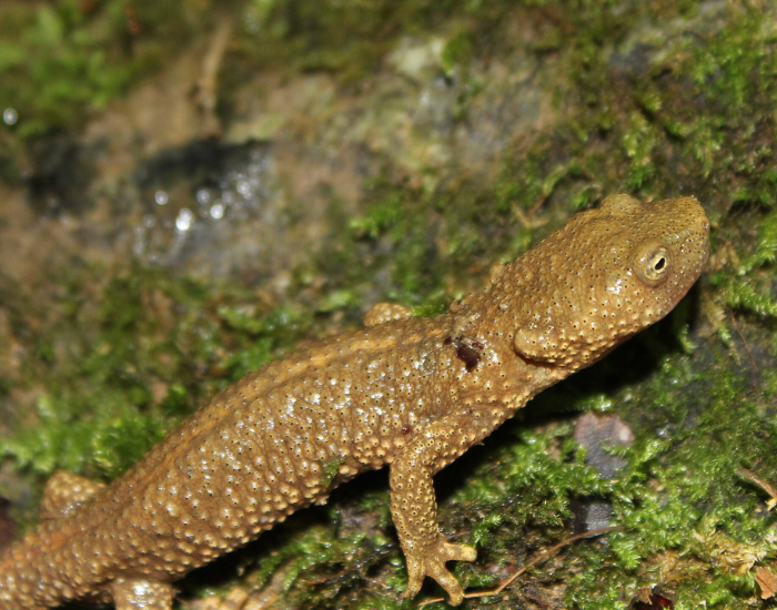 close up of a Pyrenean Newt sitting on a rock with moss
