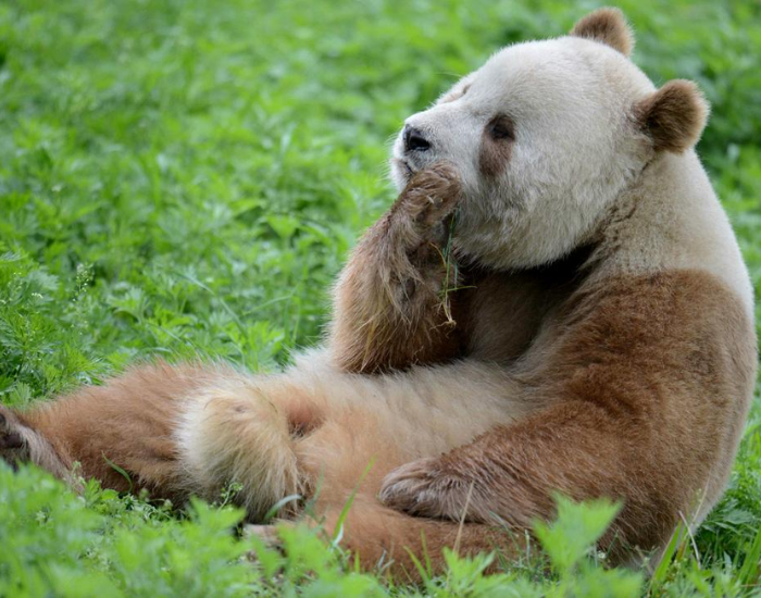 Qinling Panda sitting laying on grass
