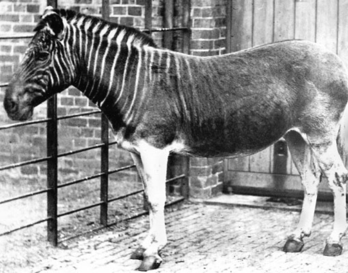 old balck and white photo of a Quagga in captivity