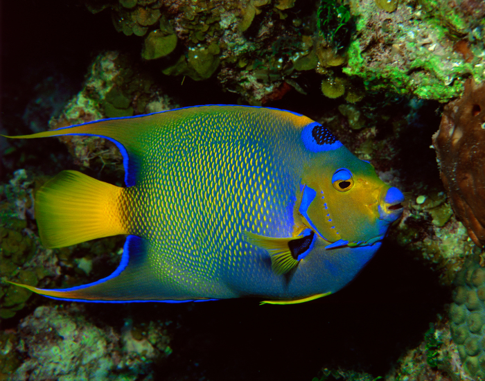 Queen Angelfish swimming underwater photo