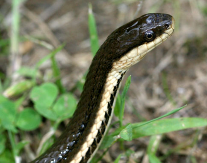 close up of a Queen Snake head