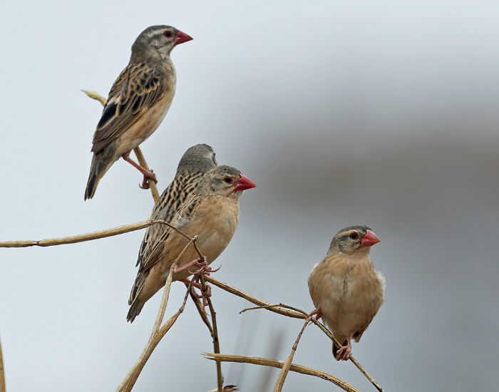 four Queleas bird on a tree branch