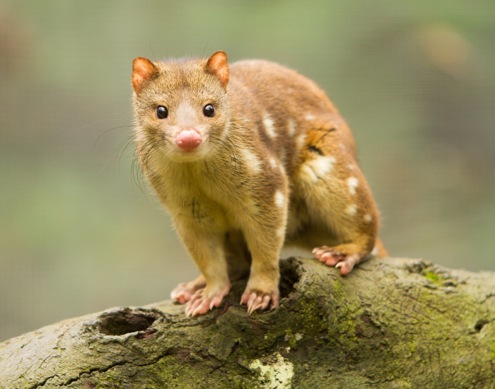 a Quoll standing still on a rock