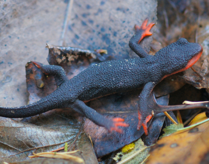 Red-bellied Newt in its natural habitat sitting on top of leaves