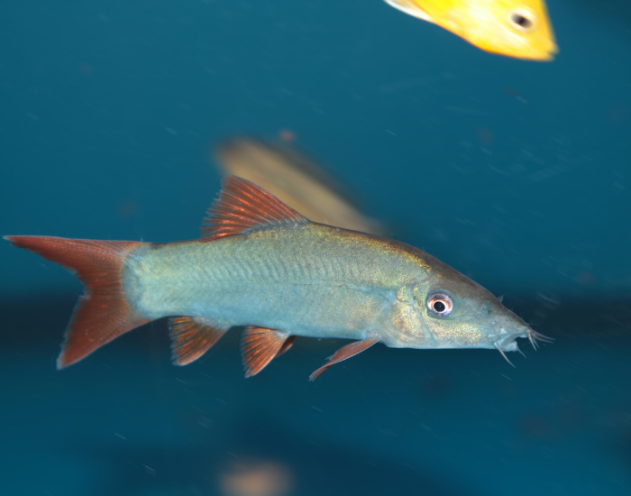 a Redtail Botia swimming