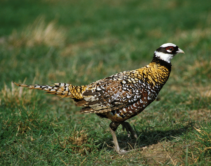 Reeves's Pheasant standing on grass during the day