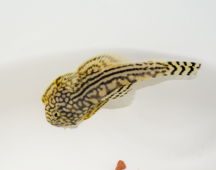 Reticulated Hillstream Loach in captivity white container
