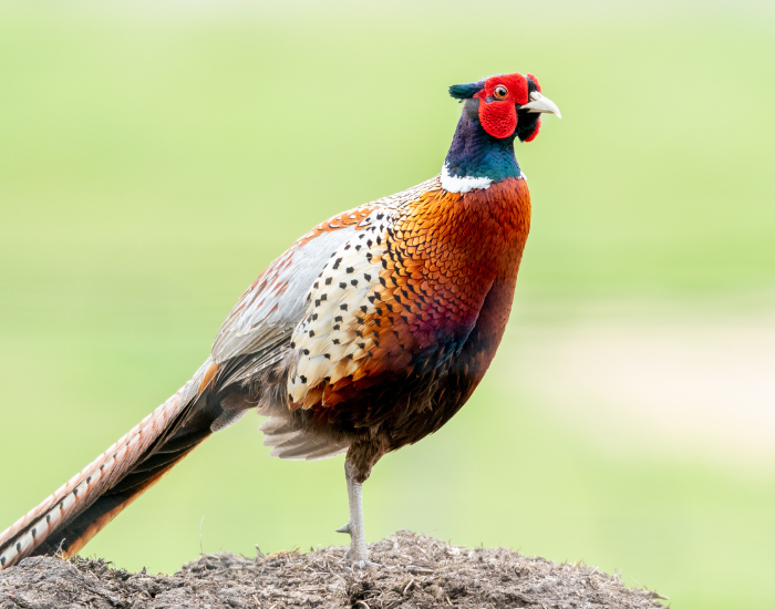a Ring-Necked Pheasant  standing on a rock