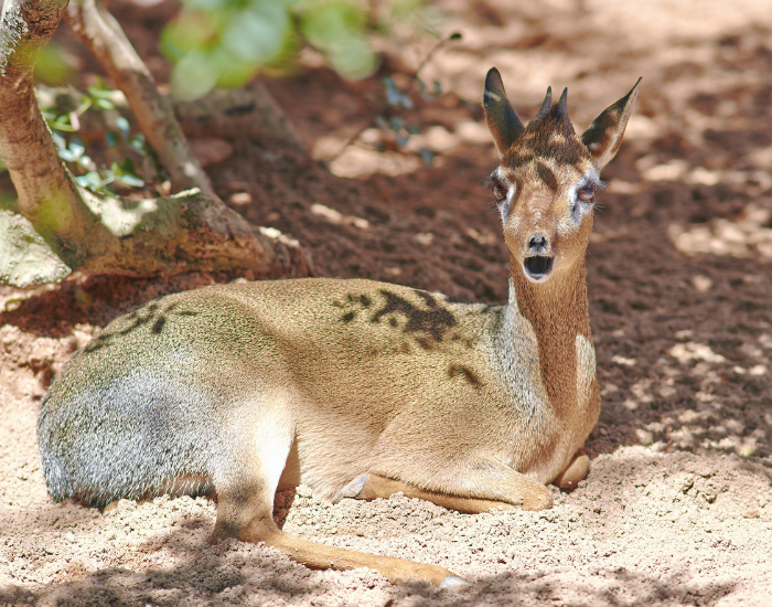 Royal Antelope laying on the ground