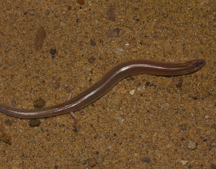 Sandfish Skink on top of a ground
