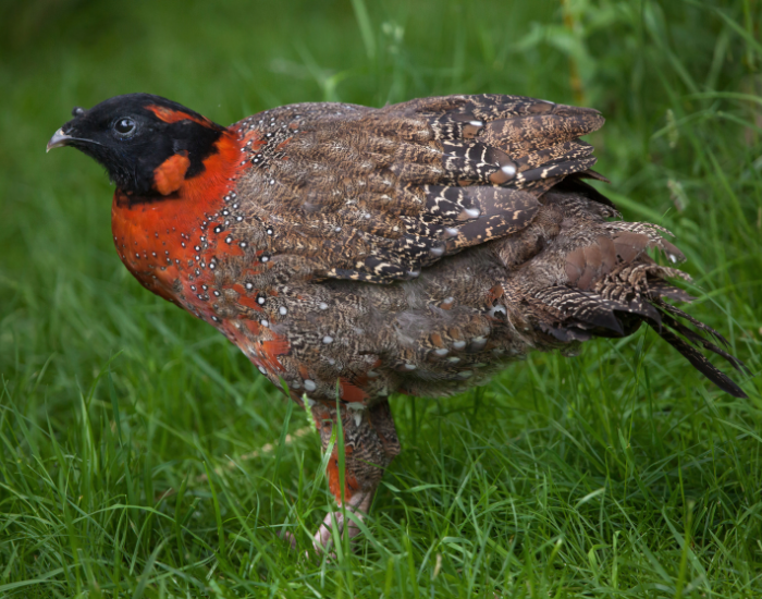 close up of a  Satyr Tragopan standing on grass