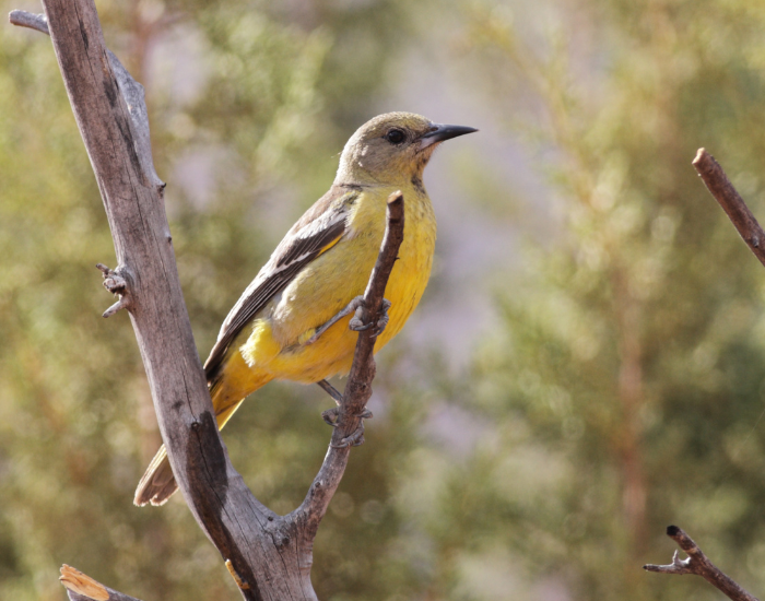 Scott's Oriole IN ITS NATURAL HABITAT