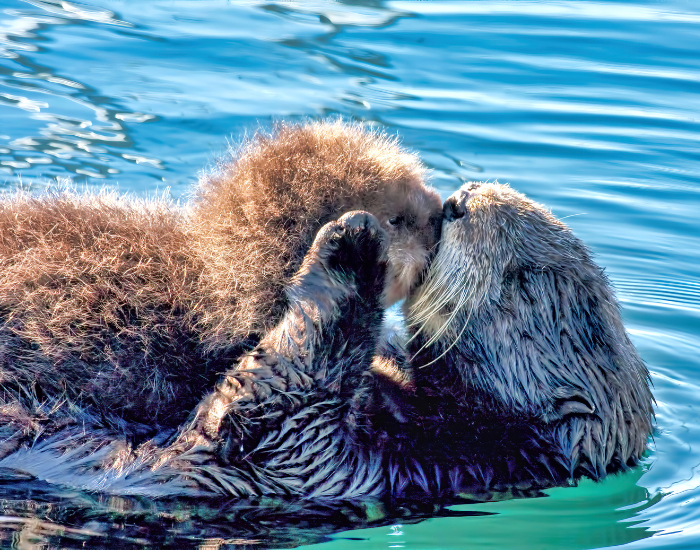 a sea otter mom and her baby floating in water hugging